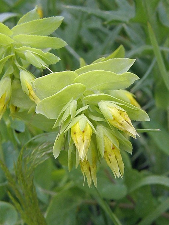 Kleine Wachsblume / Cerinthe minor
