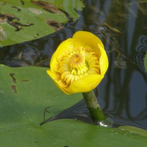 Gelbe Teichrose / Nuphar lutea