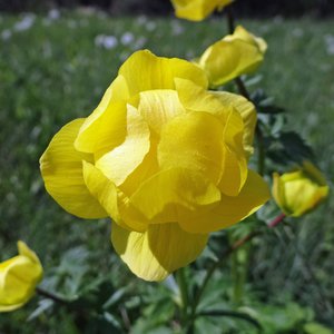 Europäische Trollblume / Trollius europaeus