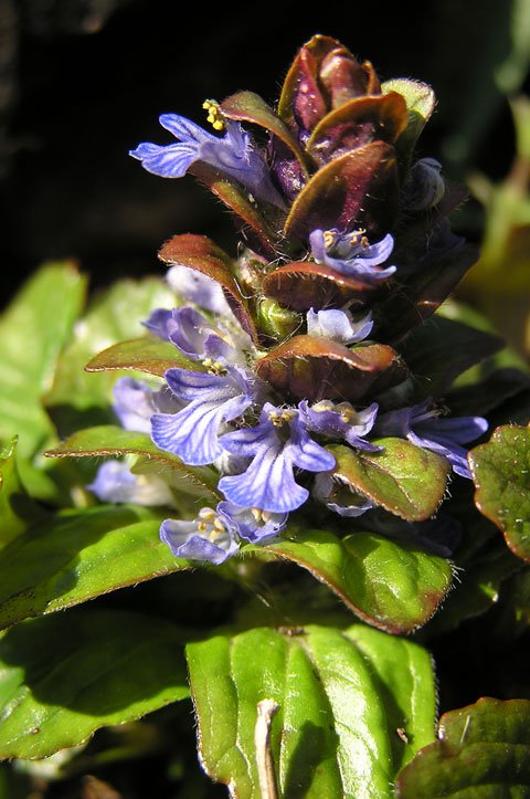 Kriechender Günsel / Ajuga reptans