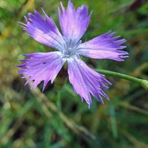 Pfingst-Nelke / Dianthus gratianopolitanus