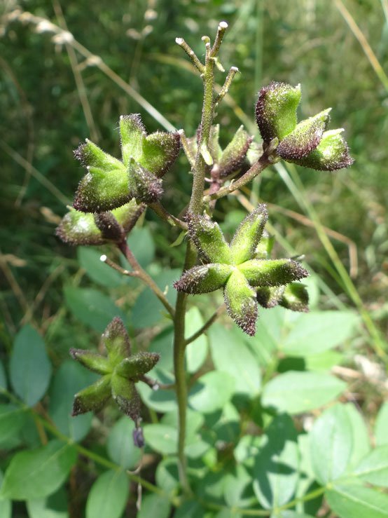 Diptam / Dictamnus albus