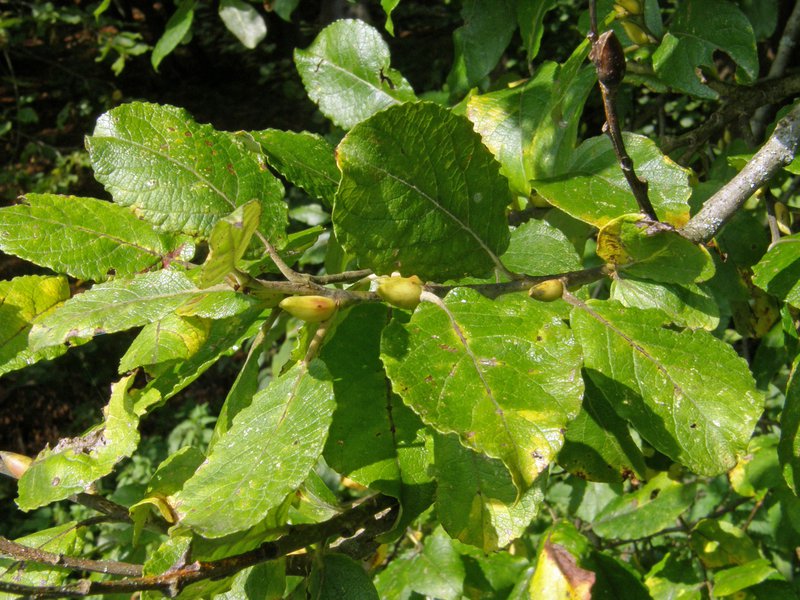 Sal-Weide / Salix caprea