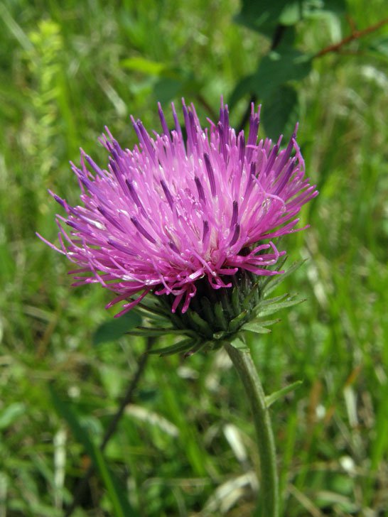 Alpen-Distel / Carduus defloratus