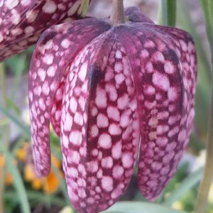 Schachbrettblume / Fritillaria meleagris