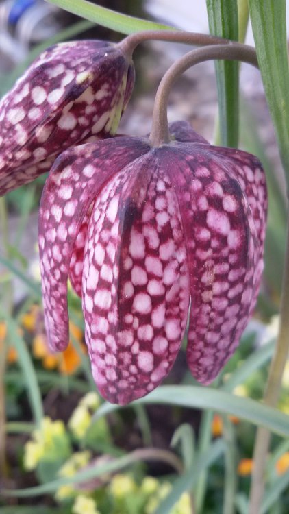 Schachbrettblume / Fritillaria meleagris