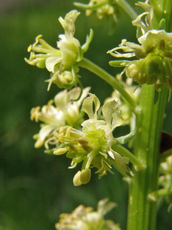 Gelber Wau / Reseda lutea