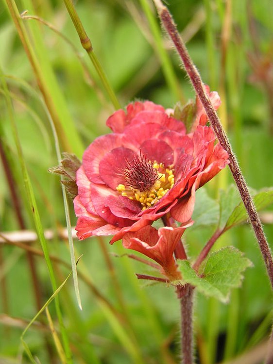 Bach-Nelkenwurz / Geum rivale