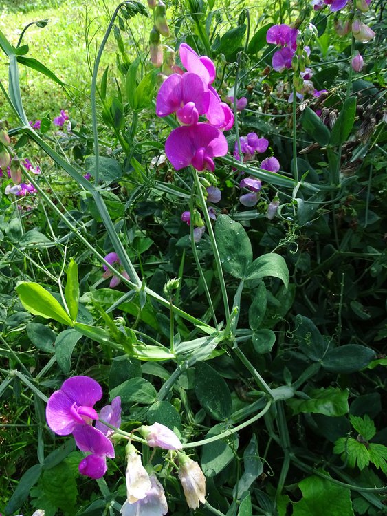 Knollen-Platterbse / Lathyrus tuberosus