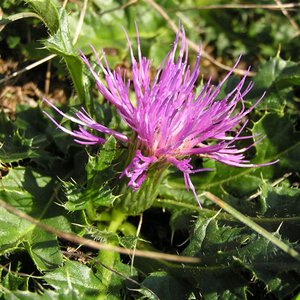Stängellose Kratzdistel / Cirsium acaule