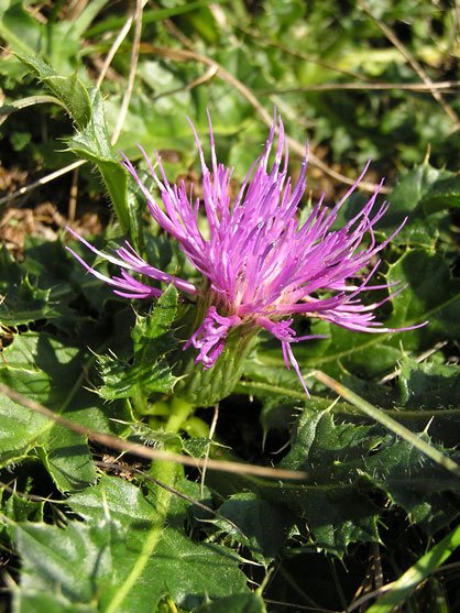 Stängellose Kratzdistel / Cirsium acaule