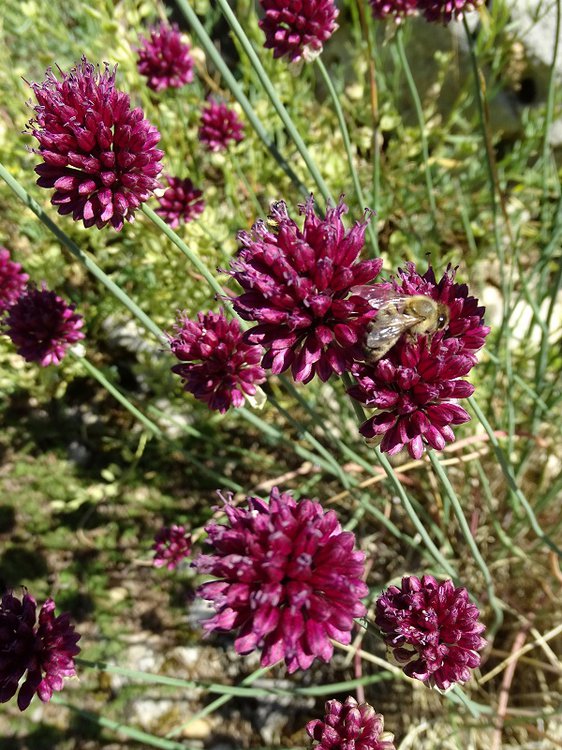 Kugelköpfiger Lauch / Allium sphaerocephalon