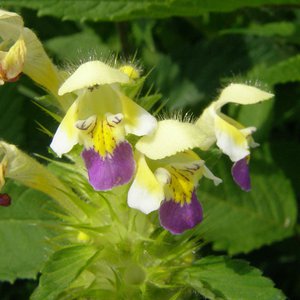 Bunter Hohlzahn / Galeopsis speciosa