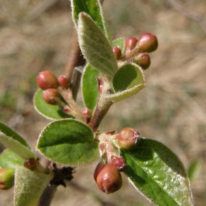 Gewöhnliche Zwergmispel / Cotoneaster integerrimus