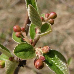 Gewöhnliche Zwergmispel / Cotoneaster integerrimus