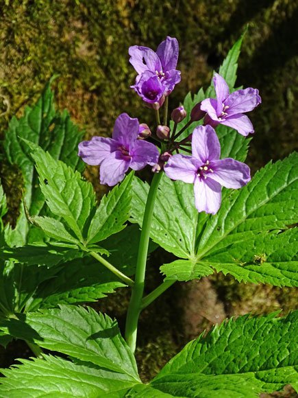 Finger-Zahnwurz / Cardamine pentaphyllos