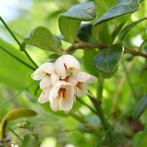 Preiselbeere / Vaccinium vitis-idaea