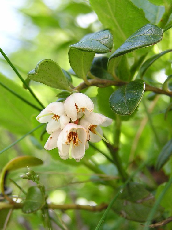 Preiselbeere / Vaccinium vitis-idaea
