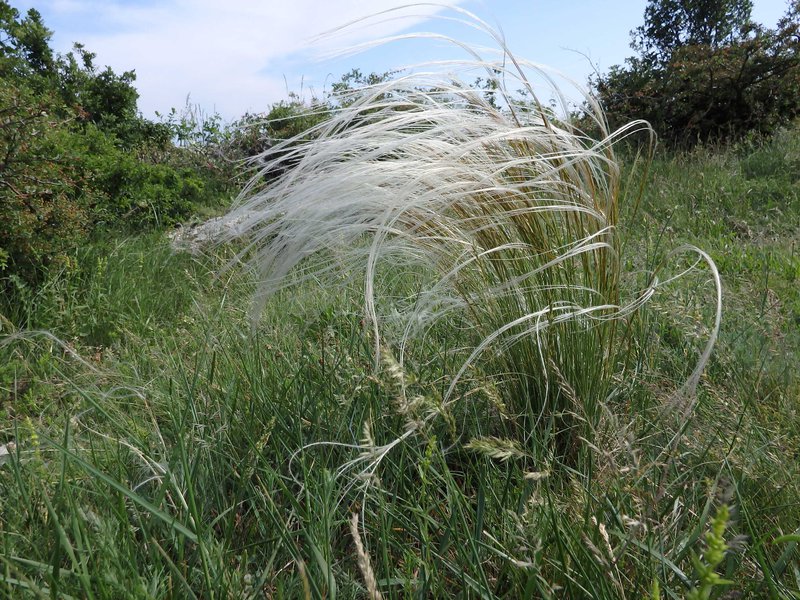 Echtes Federgras / Stipa pennata