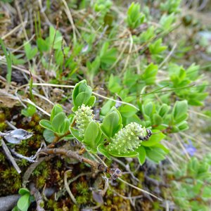 Stumpfblättrige Weide / Salix retusa
