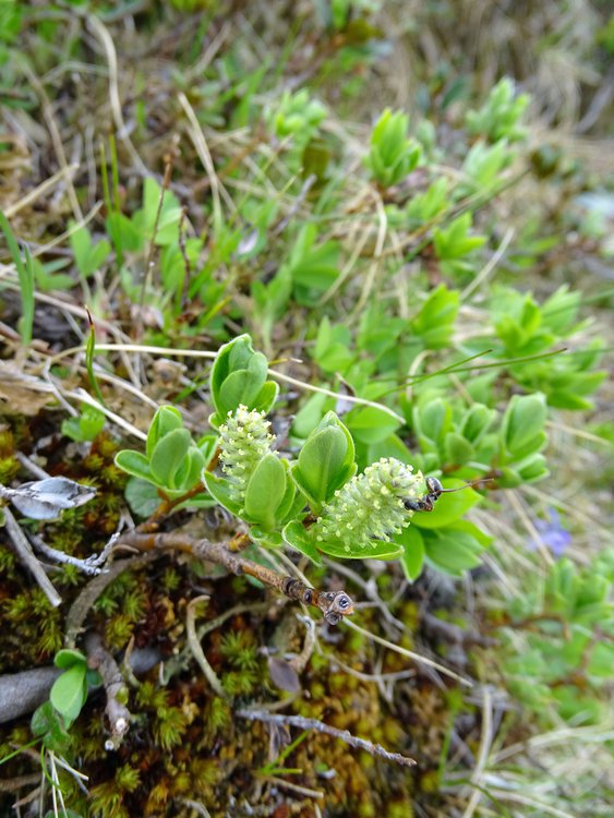 Stumpfblättrige Weide / Salix retusa