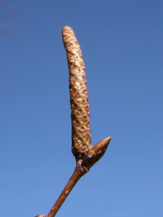 Moor-Birke / Betula pubescens