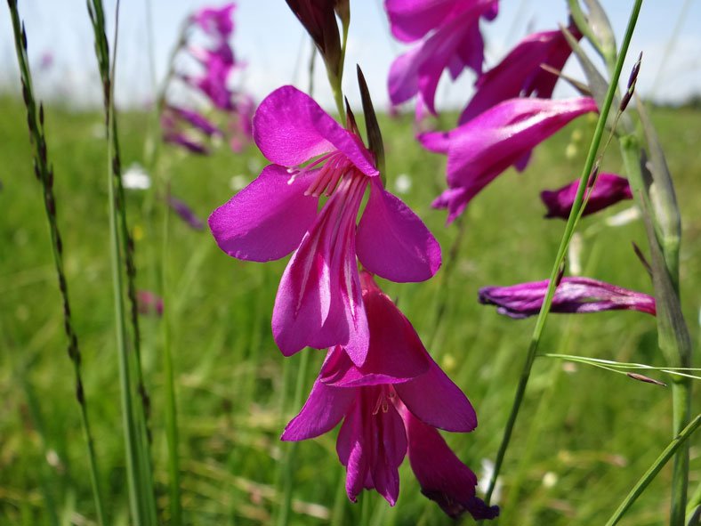 Sumpf-Gladiole / Gladiolus palustris