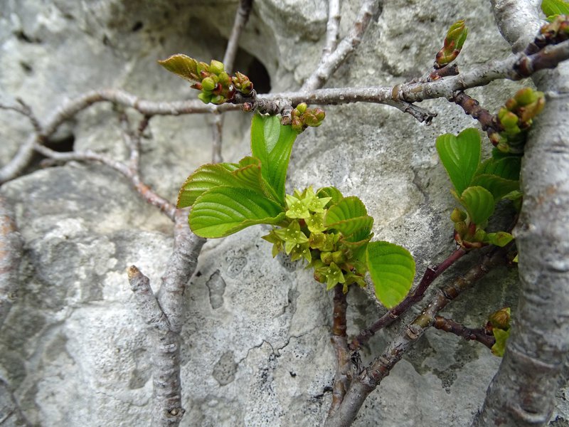 Zwerg-Kreuzdorn / Rhamnus pumila