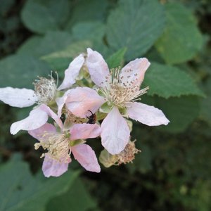 Brombeere / Rubus fruticosus agg.