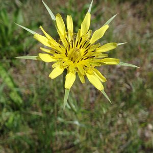 Großer Bocksbart / Tragopogon dubius