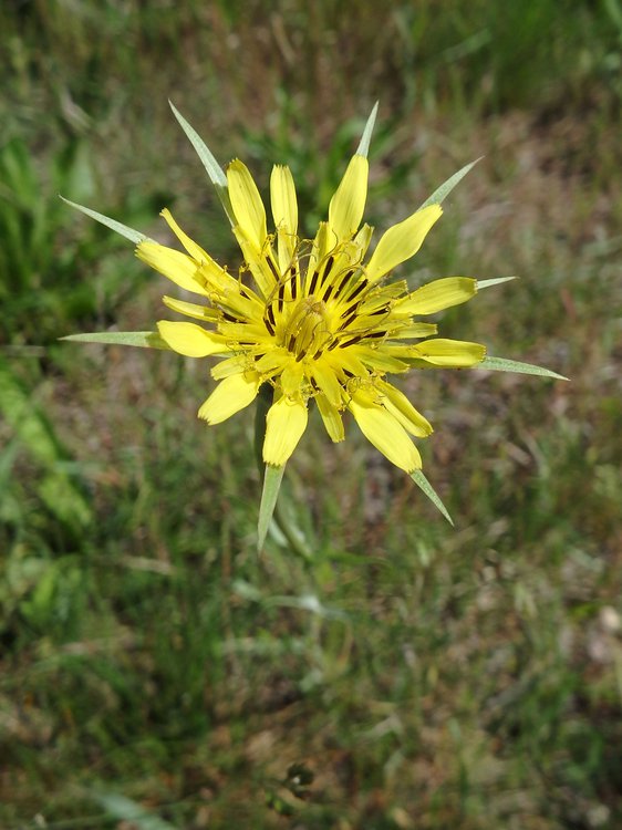 Großer Bocksbart / Tragopogon dubius