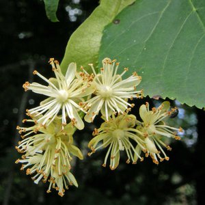 Winter-Linde / Tilia cordata