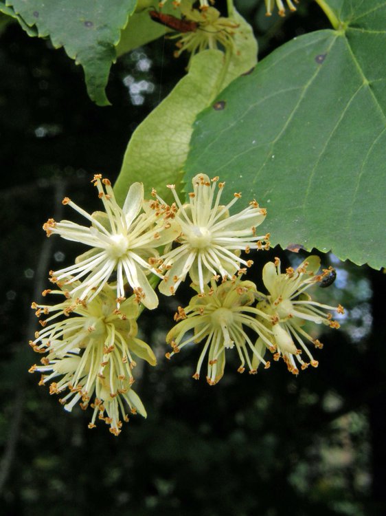 Winter-Linde / Tilia cordata