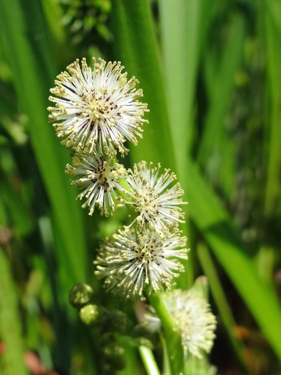 Einfacher Igelkolben / Sparganium emersum