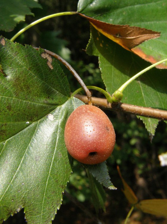 Elsbeere / Sorbus torminalis