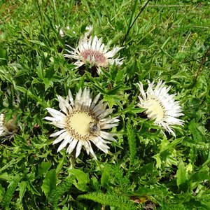 Silberdistel / Carlina acaulis