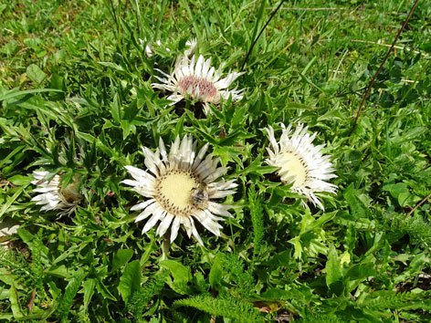 Silberdistel / Carlina acaulis
