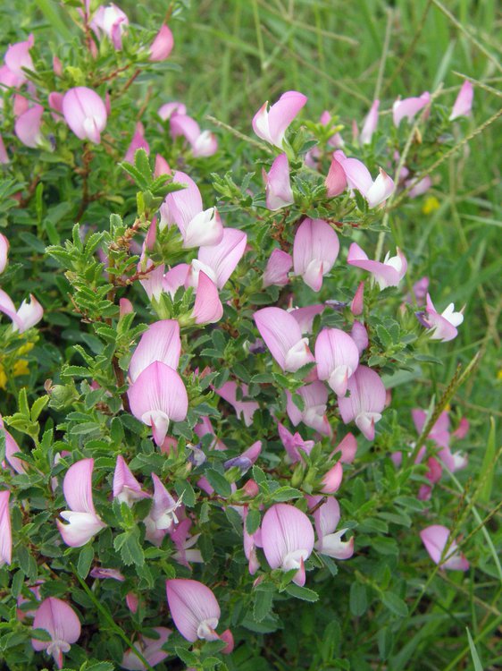 Gewöhnliche Hauhechel / Ononis spinosa