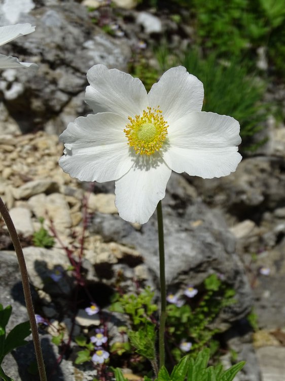 Großes Windröschen / Anemone sylvestris