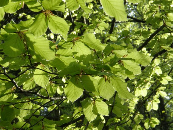 Rotbuche / Fagus sylvatica