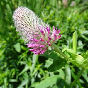 Purpur-Klee / Trifolium rubens