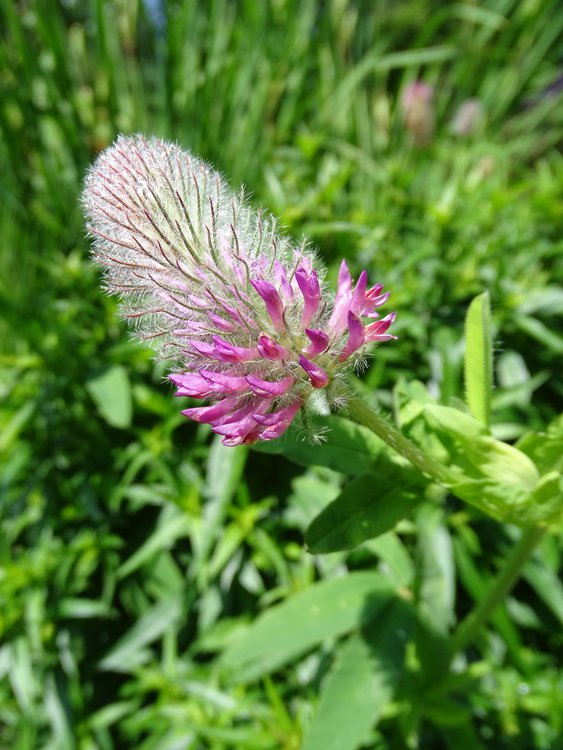 Purpur-Klee / Trifolium rubens