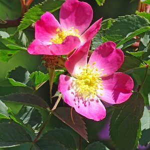 Rotblättrige Rose / Rosa glauca