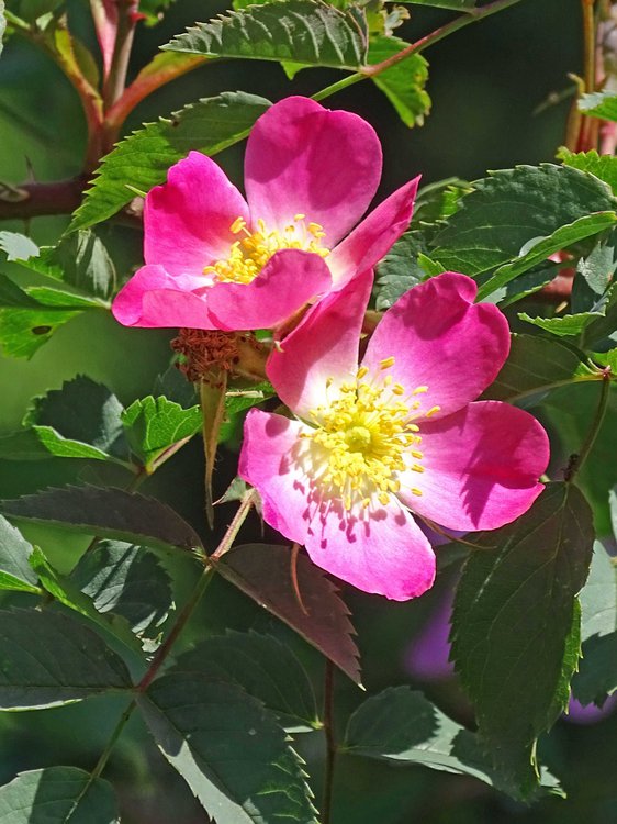 Rotblättrige Rose / Rosa glauca
