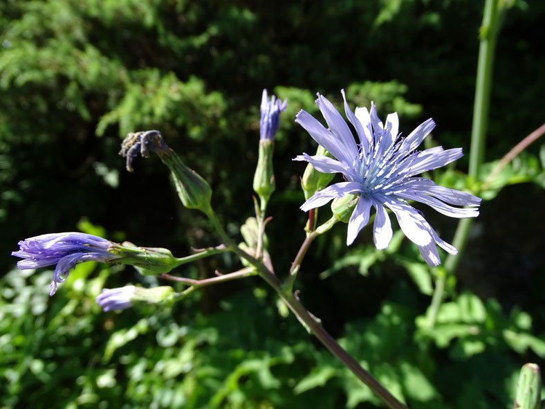 Wegwarte / Cichorium intybus