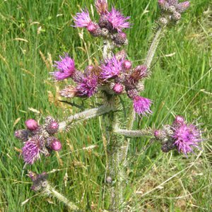 Bach-Kratzdistel / Cirsium rivulare