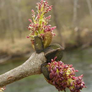 Gewöhnliche Esche / Fraxinus excelsior