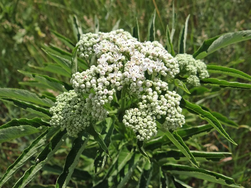 Zwerg-Holunder / Sambucus ebulus