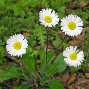 Alpenmaßliebchen / Aster bellidiastrum