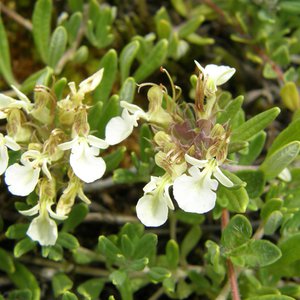 Berg-Gamander / Teucrium montanum